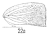 Forewing on Planata taeniata (Schmidt, 1904): (Observation).