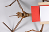 CollectionObject 1559876; 844cc4b3-630b-46e6-a05d-719e20513909: copyright ZMHB, Berlin. male: head & thorax, ventral view of Cyphocrania acanthomera (holotype). (CollectionObject).