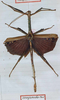 CollectionObject 1557001; c8f40c8a-182e-472b-95ee-0a67085f8202: copyright MHNG, Geneva. male of synonym Achrioptera composita (holotype). (CollectionObject).