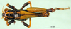 CollectionObject 1502101; aad3db54-a143-4e32-99ea-df6a7ebd3c3f: male, dorsal view (syntype). (CollectionObject).