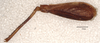 CollectionObject 1537269; 252c2a2e-2a58-4f07-9ce9-2293a5755754: holotype male (hind leg 2). (CollectionObject).