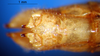 CollectionObject 1530825; 6e715dd5-a6ac-4f7a-91b4-fa714d9bddda: female, subgenital plate and ovipositor (syntype). (CollectionObject).