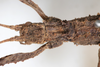 CollectionObject 1562368; NMW 239, d1bbf7c6-0c05-446f-8d0e-e5eab577847c: copyright NMW, Vienna. female: head, dorsal view (holotype). (CollectionObject).