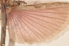 CollectionObject 1599504; 3967ffee-1fad-4cf2-98cc-df980b4e0213: copyright OUMNH. male wings (paralectotype). (CollectionObject).