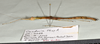 CollectionObject 1597622; cd04bd99-2796-4c07-8574-7da1a20a2f3f: copyright QM. female, lateral view (paratype). (CollectionObject).
