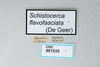 CollectionObject 2867363; CNCI 981535, 649135f5-80a7-40f0-9c03-88886c40ef68: Schistocerca flavofasciata. (CollectionObject).