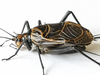 CollectionObject 1588714; f70427c2-e511-4ca3-8d6d-7221fd799a0d: male. (CollectionObject).