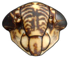 Head: !! display not done !! on Limotettix Sahlberg, 1871: Limotettix decumanus, face (INHS). (Observation).