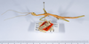 CollectionObject 1561488; 70527c73-d9a3-417f-b716-91f9b9bebfb7: copyright ANSP. female, lateral view (syntype). (CollectionObject).;CollectionObject 1561489; ac8c8295-6c8b-4679-b7d5-9f389bd2723c: copyright ANSP. female, lateral view (syntype). (CollectionObject).
