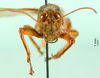 CollectionObject 1502815; 03ba7b08-2834-49d4-a92c-88ed338aac59: male, frontal view (paralectotype of Ognevia debilis). (CollectionObject).