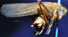 CollectionObject 1506721; 8db43aef-91f4-4c15-81f1-addc7b79763c: male cerci (holotype). (CollectionObject).