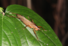 FieldOccurrence 3521; b1c3fd44-d5fc-4b0f-be47-63dcfec86839; Brazil: Rio de Janeiro
Teresópolis, Parque Nacional da Serra dos Órgãos. Sede, 2019/08/09-2019/08/11
Pedro Souza-Dias, Adriano Siqueira, João Lima: female. (FieldOccurrence).