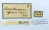 CollectionObject 1557604; 010af296-0f5f-4d9e-863f-b375ba5854b5: copyright MZUSP. female of synonym Canuleius affinis, data labels (holotype). (CollectionObject).