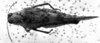 CollectionObject 1506352; a13e670f-65ab-4796-b2b5-683d031c6661: Image Carbonell, C.S. female, dorsal view (syntype of Heliastus venezuelae). (CollectionObject).