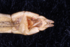 CollectionObject 1559861; f403b3ce-58d5-4b3b-809a-d641f8053c8f: copyright SMTD. male: end of abdomen, ventral view (holotype). (CollectionObject).