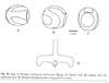 Pylaemenes borneensis (Bragg, 1998): after Bragg 2001. Egg. (Otu).