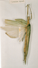 CollectionObject 1562293; 72ba0aa4-e1a9-48db-90c7-e73f2efa1e16: copyright NHRS, Stockholm. female (holotype). (CollectionObject).