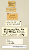 CollectionObject 1572948; 7014fbcc-23e7-451d-8917-ead3ff2bf376: Copyright Natural History Museum, London. Labels from non-type (adult male) in BM(NH). (CollectionObject).
