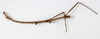 CollectionObject 1559379; NMW 307, 5bcbf320-07a8-4072-a0c5-968e84d6020b: copyright NMW, Vienna. male, lateral view (holotype). (CollectionObject).