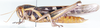 Ornithacris pictula pictula (Walker, 1870): as O. picta. male, lateral view. (Otu).