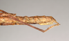 CollectionObject 1557207; NHMUK(SF IMPORT DUPLICATE) 844749, 47bd52d6-3901-4e54-95f5-ff25360d73fa: copyright Natural History Museum, London. female: end of abdomen, lateral view (paratype). (CollectionObject).
