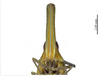Head on Doryphorina conglobata Zheng, Yang & Chen, 2014: (Observation).