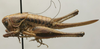 CollectionObject 1535928; 1205e08e-abef-49a9-8d55-ac2e2edad6cd: female, lateral view (allotype). (CollectionObject).