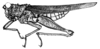 Ommexecha gigliotosi Bolívar, 1899: Fig. 38. male, habitus. (Otu).
