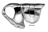 Dichroplus silveiraguidoi Liebermann, 1956: Fig. 5. male head and pronotum, lateral view. (Otu).