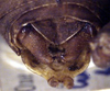CollectionObject 1520442; dc1b4055-785a-4ef1-8230-ed8026aaa4e0: male cerci (lectotype). (CollectionObject).