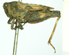 female, lateral view (syntype). Depicts CollectionObject 1586196; 135ce65f-5c22-4864-a8ec-f441d277dd41, a CollectionObject.