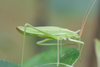 Tenerasphaga meruensis (Sjöstedt, 1910): 2011. female (Kilimanjaro, western slopes, savanna grassland). (Otu).