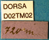 CollectionObject 1572595; 973ecbc7-9e4d-40b8-a43d-4913171a29f4, DORSA D02TM02: labels (syntype). (CollectionObject).
