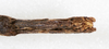 CollectionObject 1559087; NMW 216, 1d2ad33e-903b-4178-9a0a-f130a5b84d6b: copyright NMW, Vienna. female: end of abdomen, ventral view (syntype). (CollectionObject).