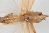 CollectionObject 1505689; 5dfb6dee-135d-4e8b-879a-ba453785f1e5: male, dorsal view (syntype). (CollectionObject).