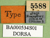 CollectionObject 1501642; aa3cde68-2f9d-45a4-b63a-2b7f87065b57: labels (syntype of Anthermus comis). (CollectionObject).