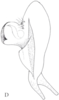 Cixidia (Epiptera) mersinica (Dlabola, 1987): (Otu).