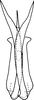 Aedeagus, ventral view on Drabescus evansi Zhang & Webb, 1996: Aedeagus, ventral view. (Observation).
