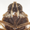 Head: (Observation).