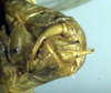CollectionObject 1501752; f76e118a-2166-4963-a6da-3be1c2991afa, DORSA BTdapgenS03: cerci (syntype). (CollectionObject).
