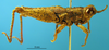 CollectionObject 1521412; f7a67c23-b6c7-4ea1-adce-065cab7589c6: male, right lateral view (holotype). (CollectionObject).