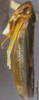 Habitus, lateral view: !! display not done !! on Atkinsoniella xanthovena Yang & Li, 2002: (Observation).
