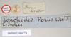 CollectionObject 1559564; NHMUK(SF IMPORT DUPLICATE) 844774, aa7b9465-9c12-4669-88e0-ede347c4c077: copyright Natural History Museum, London. male, data labels (holotype). (CollectionObject).