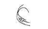 Chibchacris furcata Hebard, 1923: Fig. 53. female, apex of head, lateral view. (Otu).