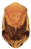 Habitus, dorsal view: !! display not done !! on Clastoptera achatina Germar, 1839: (Observation).