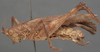 CollectionObject 1505758; bde5a562-b6ad-46e7-93aa-3deb0aab56bc: male, lateral view (holotype of Cocconotus castus). (CollectionObject).