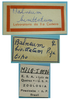 CollectionObject 1542719; DEES MZLQ-I0086, 7c887820-ee1a-46a1-b6c2-7a6f3bcf6373: female labels (holotype). (CollectionObject).
