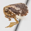 Habitus, lateral view on Dictyssa obliqua Ball, 1910: (Observation).