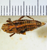 CollectionObject 1498701; f3c2b604-a8b0-4e3b-98ea-d4905aaa5248: female, dorsal view. (CollectionObject).