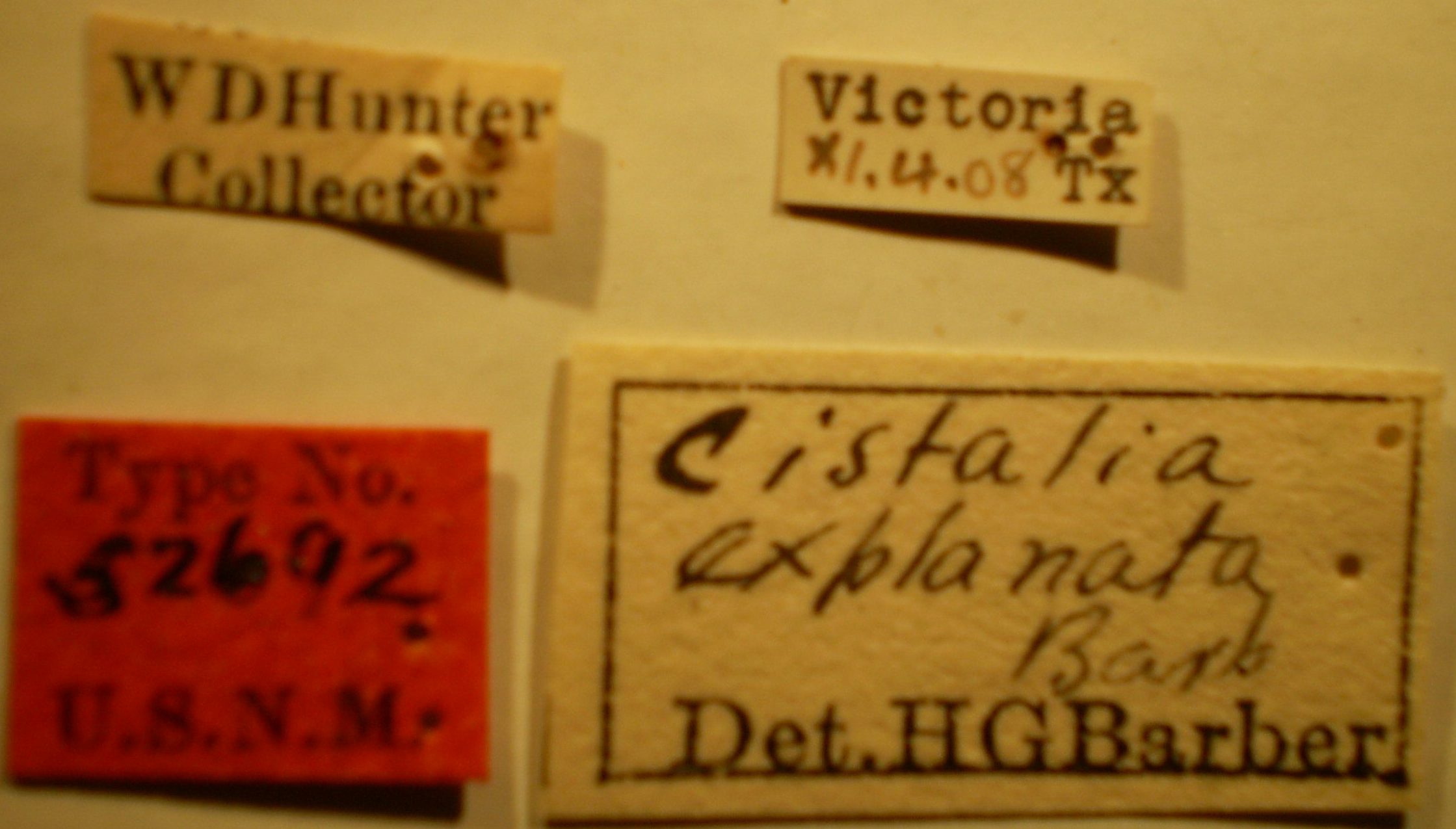 Cistalia explanata - Holotype Labels (NMNH) - (CC BY-NC 3.0) - Photo by Pablo M. Dellapé with permission from the National Museum of Natural History (NMNH), Smithsonian Institution, Washington, D.C Depicts CollectionObject 1595111; 5a218340-b4ba-410c-8ced-1a6f31be4bc7, a CollectionObject.